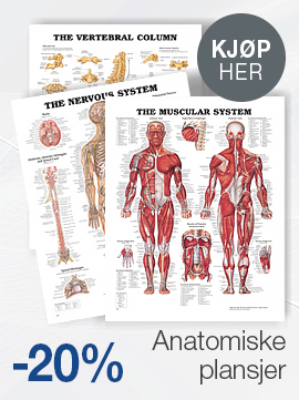 anatomiske plansjer, fysiopartner